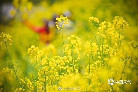 这才是春天的正确打开方式 重庆金鳌山200亩油菜花烂漫盛开