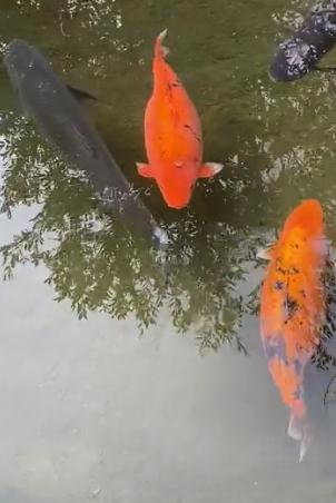 济南趵突泉的鱼为啥胖成球？