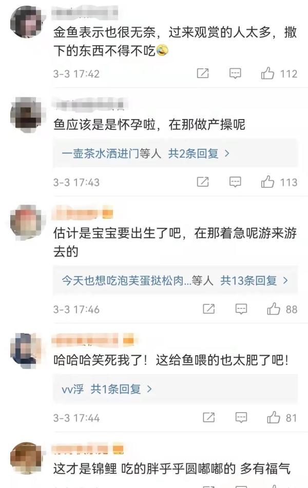 济南趵突泉的鱼为啥胖成球？