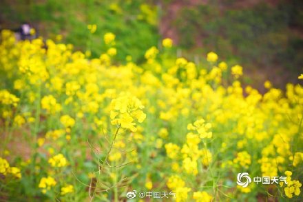 这才是春天的正确打开方式 重庆金鳌山200亩油菜花烂漫盛开