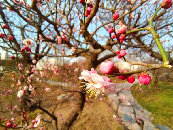 打折、免费！三八妇女节石家庄景区给“女神”送福利啦