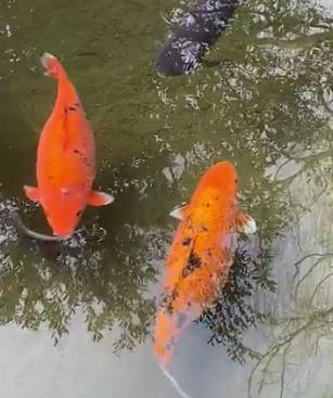 济南趵突泉的鱼为啥胖成球？