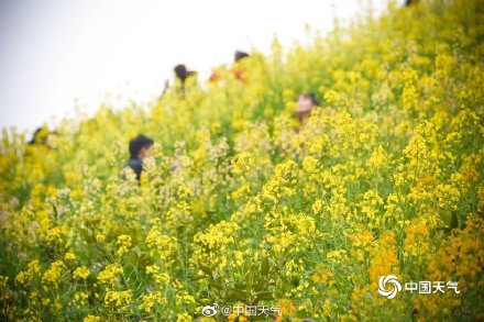 这才是春天的正确打开方式 重庆金鳌山200亩油菜花烂漫盛开