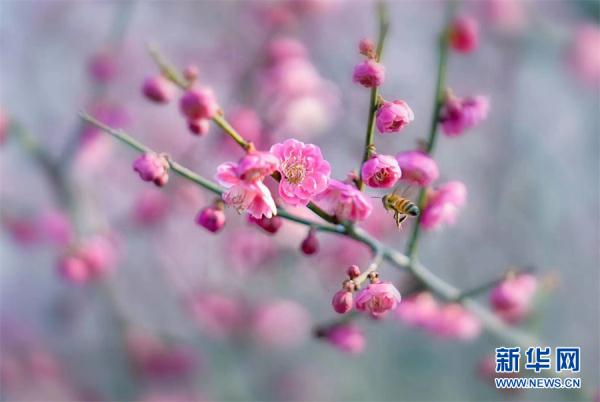 梅花开春意浓