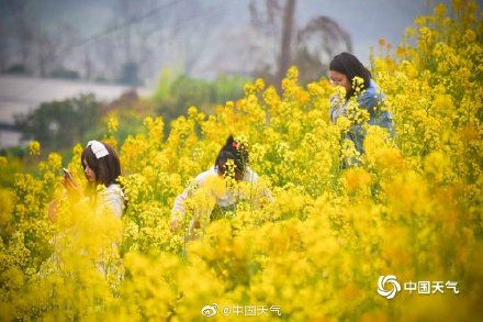 这才是春天的正确打开方式 重庆金鳌山200亩油菜花烂漫盛开