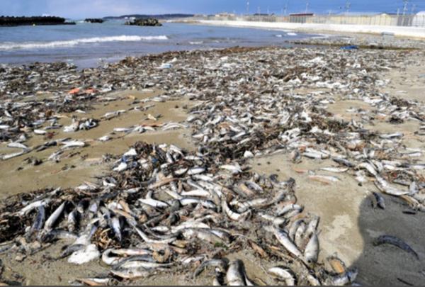 日本陆奥湾海岸搁浅大量沙丁鱼 海水温度下降或是主因