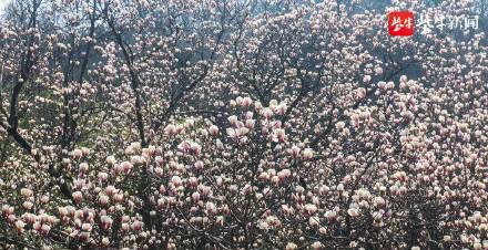 江苏句容：宝华玉兰母树王花开满枝