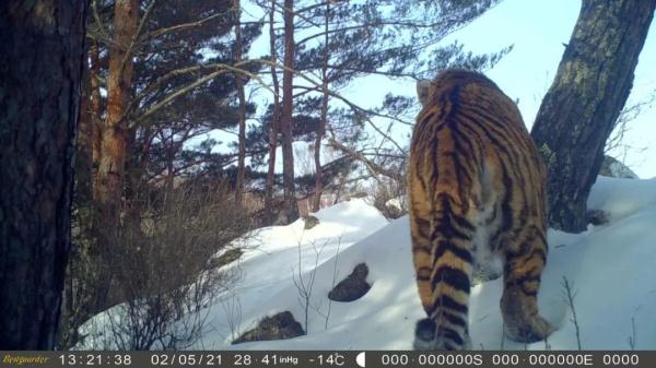 本命年，属虎的她们在森林守护东北虎