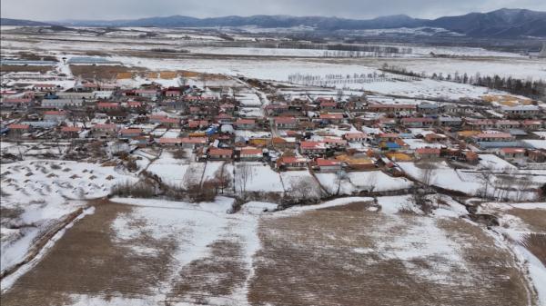 本命年，属虎的她们在森林守护东北虎