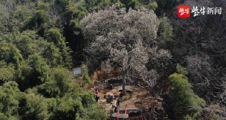 江苏句容：宝华玉兰母树王花开满枝