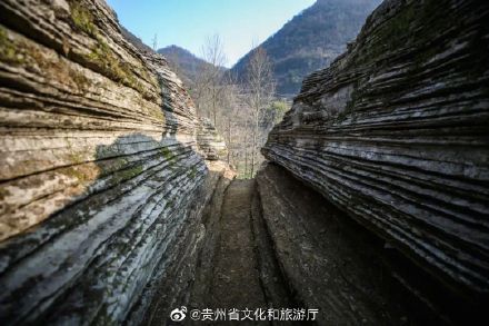 毕节百里杜鹃惊现“万卷天书”