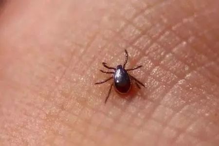 千万小心!持续升温,它们开始活跃!湖南女孩因此全身红疹肿胀…… 千万小心!持续升温,它们开始活跃!湖南女孩因此全身红疹肿胀……