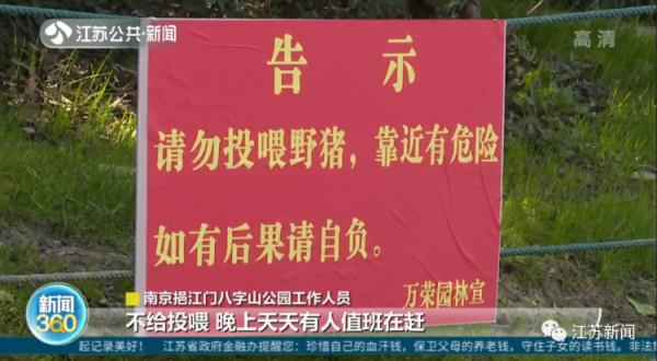 野猪定时在公园摇尾乞食，市民带馒头近距离投喂，危险！