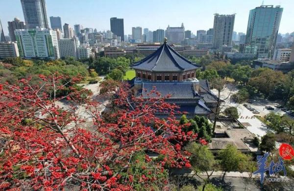 “木棉花开，冬不再来”