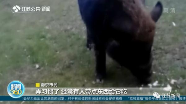 野猪定时在公园摇尾乞食，市民带馒头近距离投喂，危险！