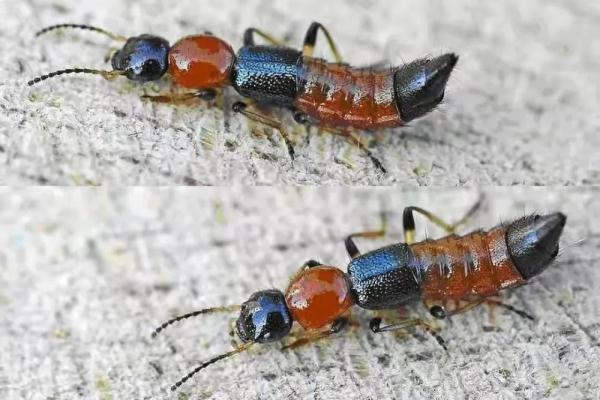 千万小心!持续升温,它们开始活跃!湖南女孩因此全身红疹肿胀…… 千万小心!持续升温,它们开始活跃!湖南女孩因此全身红疹肿胀……