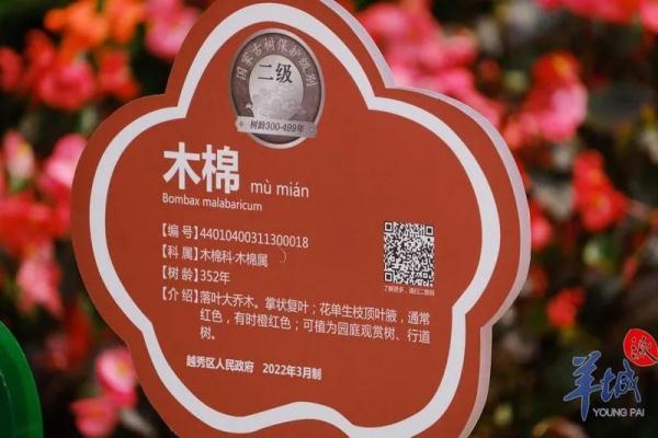 “木棉花开，冬不再来”