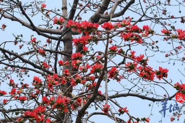 “木棉花开，冬不再来”