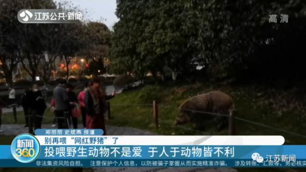 野猪定时在公园摇尾乞食，市民带馒头近距离投喂，危险！