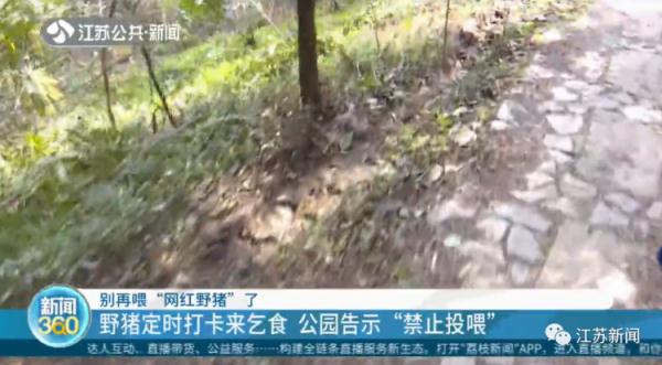 野猪定时在公园摇尾乞食，市民带馒头近距离投喂，危险！