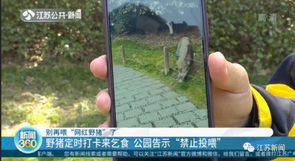 野猪定时在公园摇尾乞食，市民带馒头近距离投喂，危险！