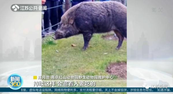 野猪定时在公园摇尾乞食，市民带馒头近距离投喂，危险！