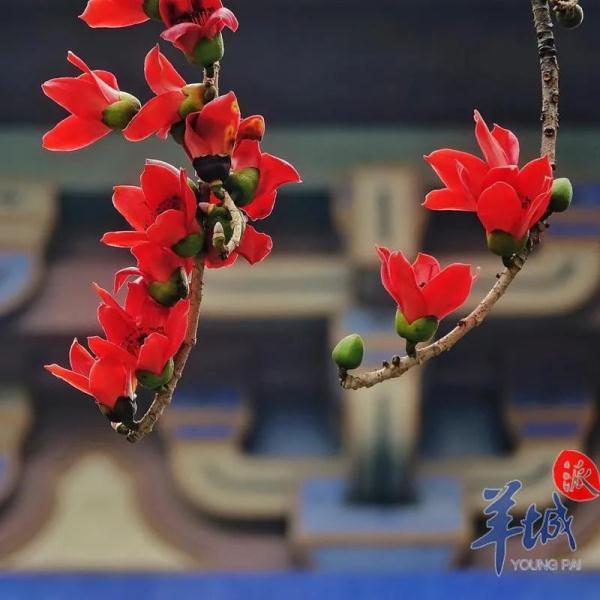 “木棉花开，冬不再来”