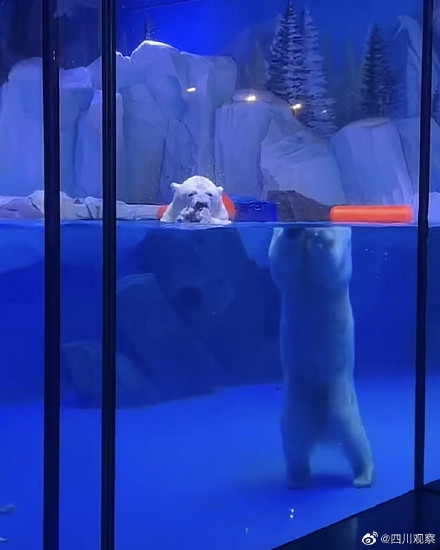 这是我见过最离谱的折射北极熊“头身分离”！