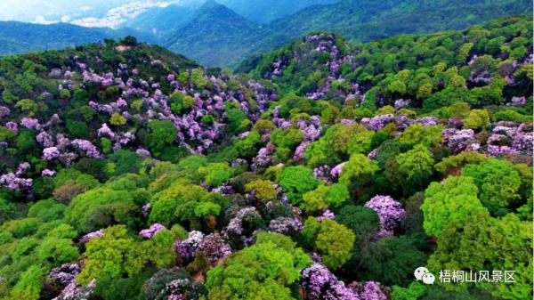 能去梧桐山登山吗？官方：正常开放！暂时闭园的是梧桐山森林公园