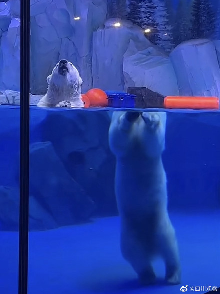 这是我见过最离谱的折射北极熊“头身分离”！