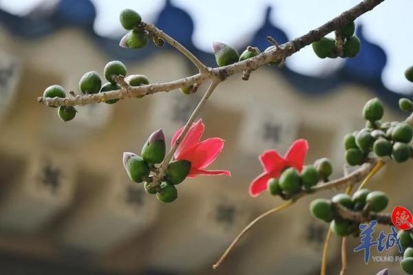 “木棉花开，冬不再来”