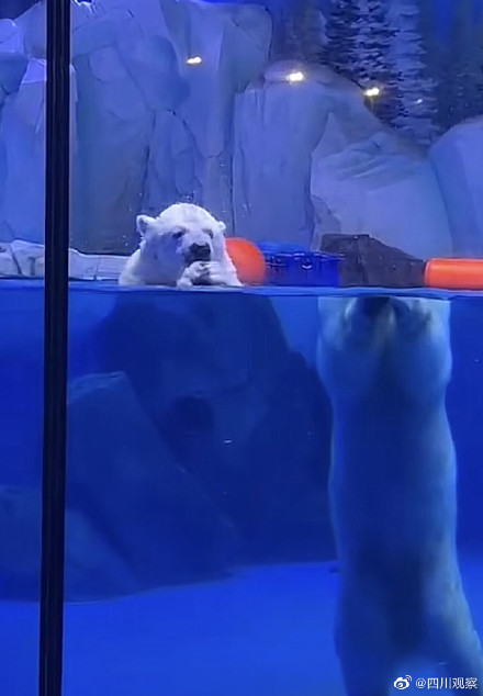 这是我见过最离谱的折射北极熊“头身分离”！