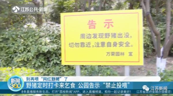 野猪定时在公园摇尾乞食，市民带馒头近距离投喂，危险！