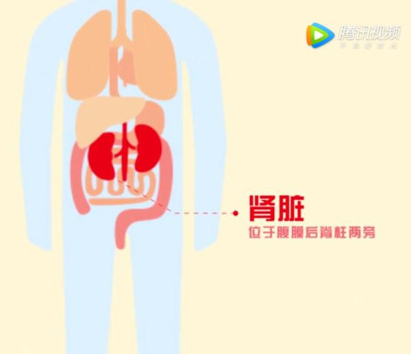 今天，一起来认识我们的肾脏