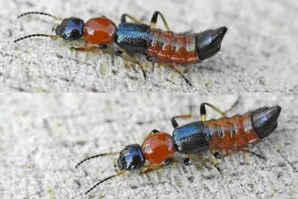 小心!一升温就活跃,有女孩因此全身红疹肿胀… 小心!一升温就活跃,有女孩因此全身红疹肿胀…