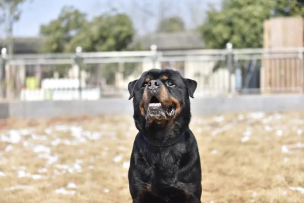 两只警犬即将退役,训导员:我舍不得…… 两只警犬即将退役,训导员:我舍不得……