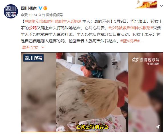 公鸡被救后每天闹钟式报恩 网友:大可不必 公鸡被救后每天闹钟式报恩 网友:大可不必