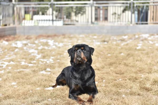 两只警犬即将退役,训导员:我舍不得…… 两只警犬即将退役,训导员:我舍不得……
