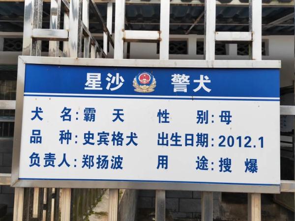 两只警犬即将退役,训导员:我舍不得…… 两只警犬即将退役,训导员:我舍不得……