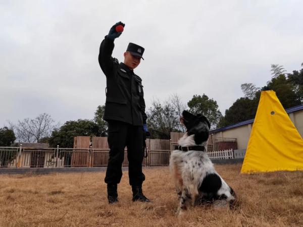 两只警犬即将退役,训导员:我舍不得…… 两只警犬即将退役,训导员:我舍不得……