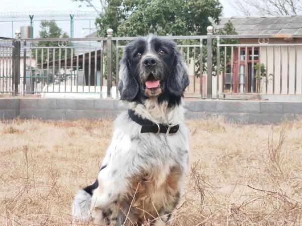 两只警犬即将退役,训导员:我舍不得…… 两只警犬即将退役,训导员:我舍不得……