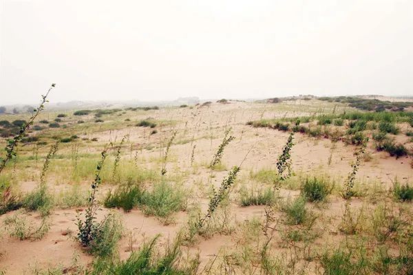 20年种树1000万棵，上海失独妈妈把思念都种进了沙漠