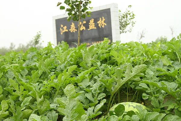 20年种树1000万棵，上海失独妈妈把思念都种进了沙漠