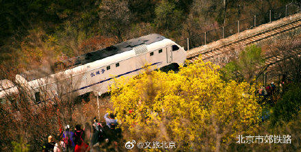 三月，北京市郊铁路S2线这份春日赏花攻略提前送您