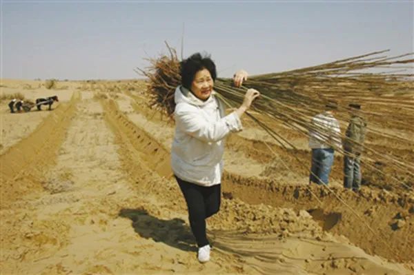 20年种树1000万棵，上海失独妈妈把思念都种进了沙漠
