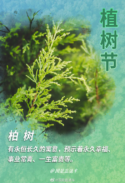 关于“树语”你知道多少 关于“树语”你知道多少