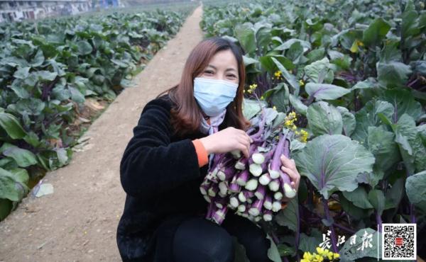 武汉画家说菜薹是湖北特产，网友吵翻！