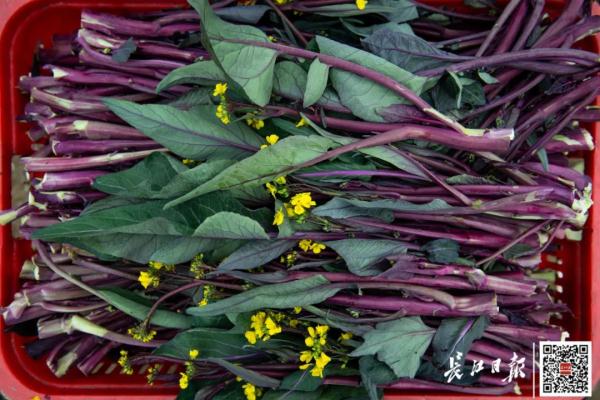 武汉画家说菜薹是湖北特产，网友吵翻！