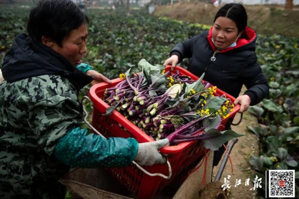 听说菜薹是湖北特产，网友吵翻！