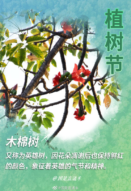 关于“树语”你知道多少 关于“树语”你知道多少